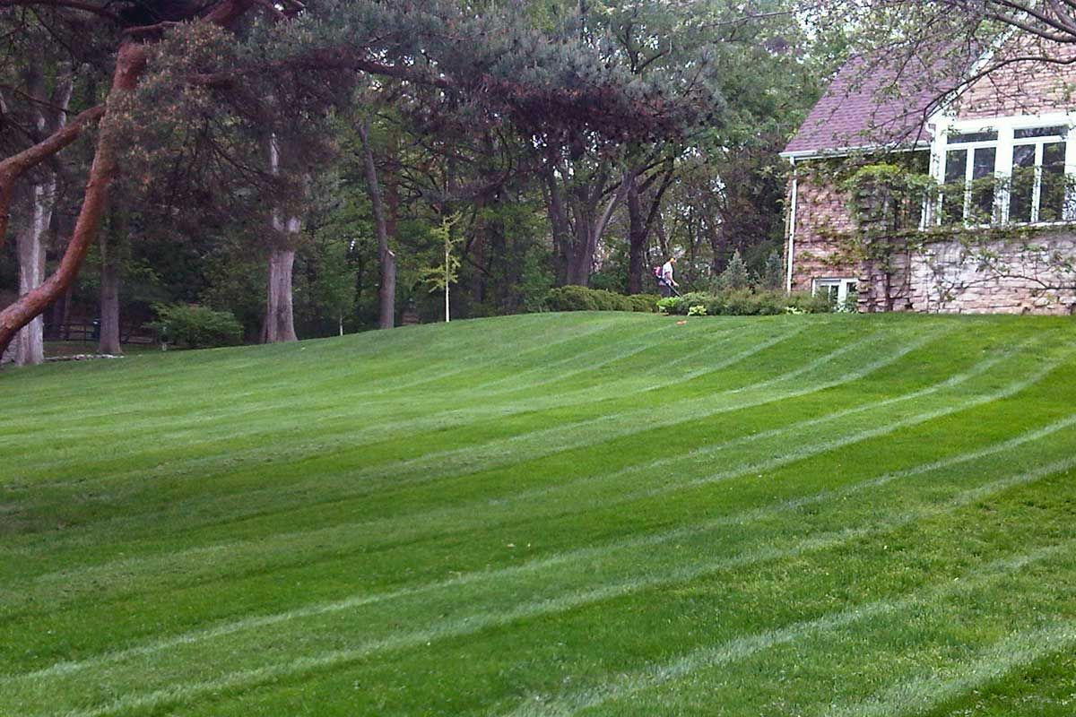 thick green lawn in the Twin Cities
