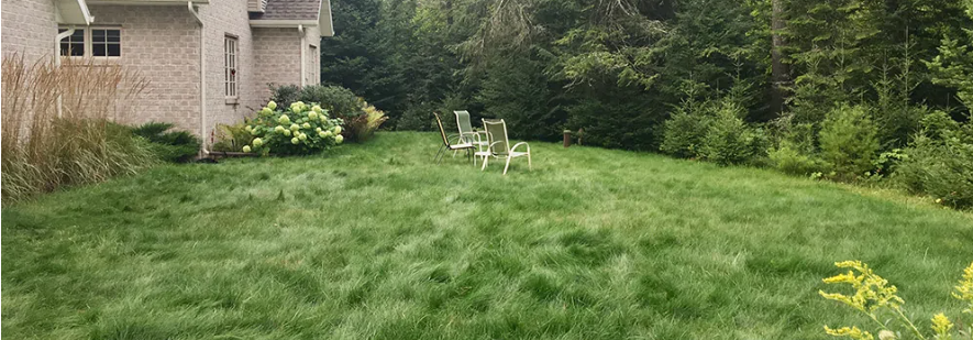 A lush green lawn in front of a house with trees in the background.