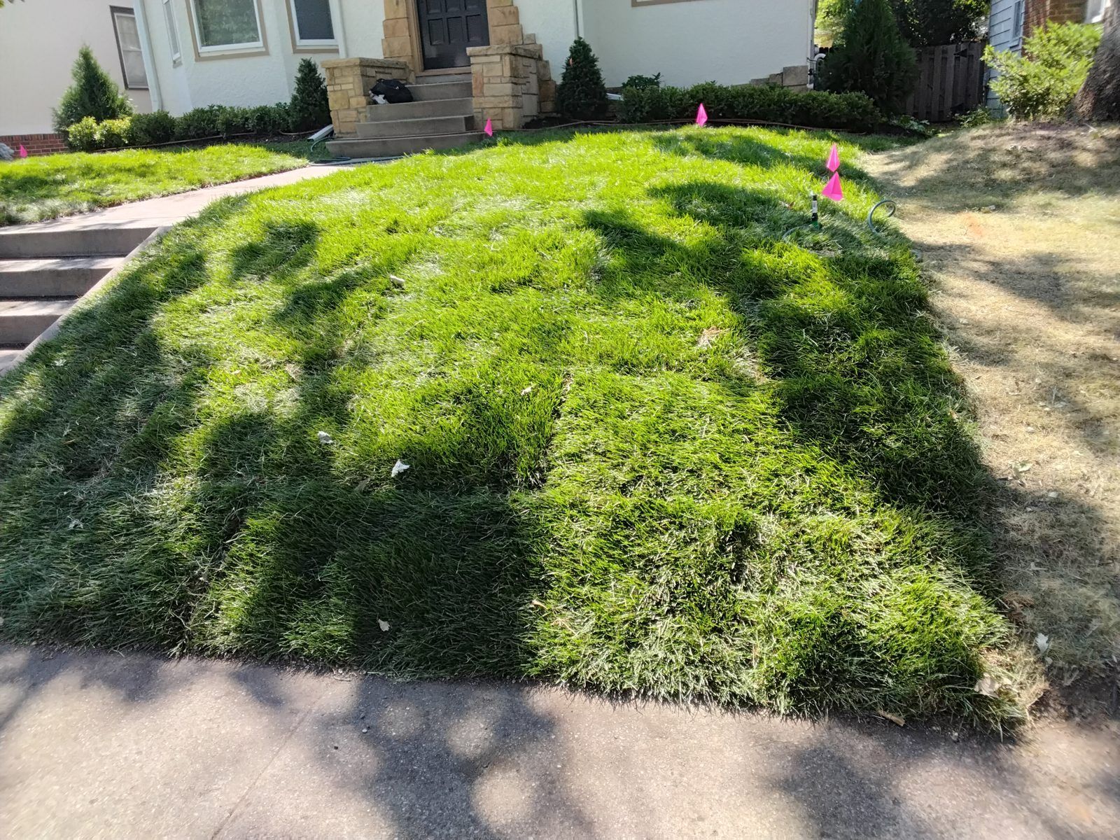 Freshly installed sod rolls on a Minneapolis front lawn