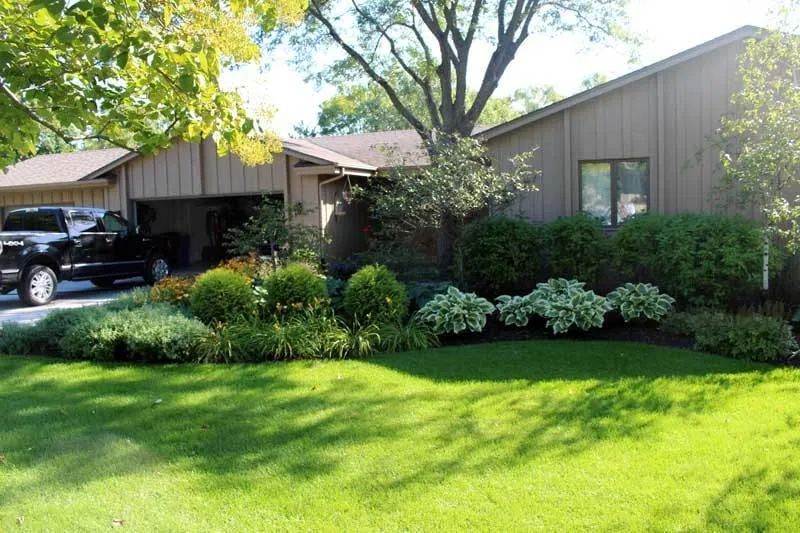 Layered front yard planting for an older Plymouth MN home: birch, variegated hostas, rudbeckia, catmint, arborvitae