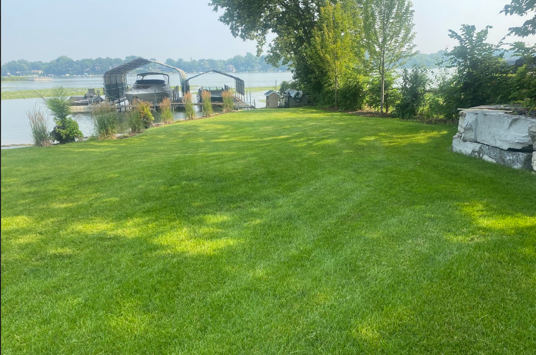 Dense turf on a lake front lawn. 