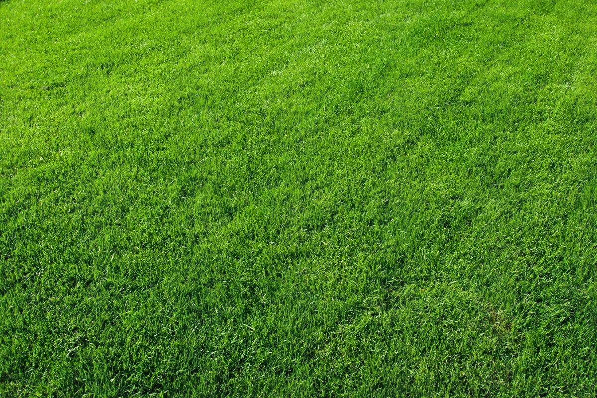 A lush, vibrant green grass lawn filling the entire frame.
