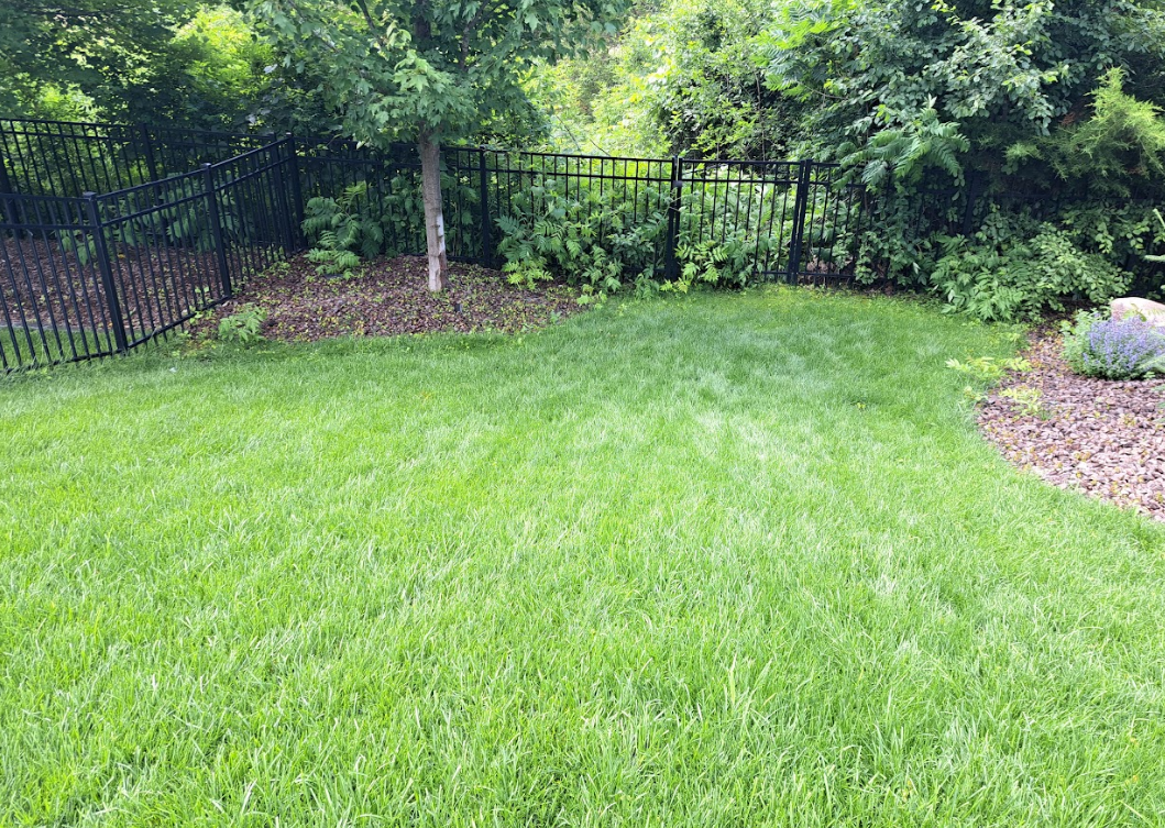 A grassy backyard lawn bordered by a black metal fence, a tree, and garden beds with mulch and lush green foliage.