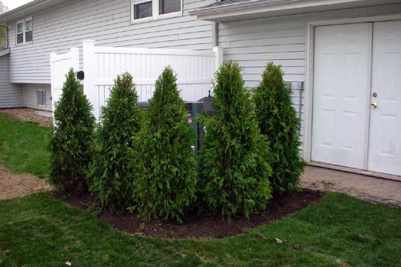 Five green evergreen trees planted in a garden bed near a white fence and building.