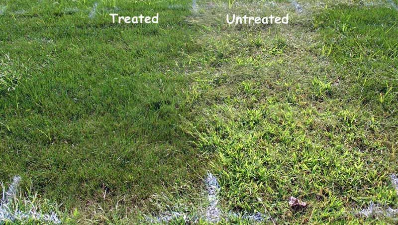 Side-by-side comparison of grass, left side treated, green and healthy; right side untreated, sparse with weeds.
