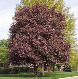 Tree with burgundy leaves, growing in a grassy area with other trees and a house in the background.