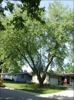 Tree in front of houses; green leaves, white and blue siding, garage, and front yard.