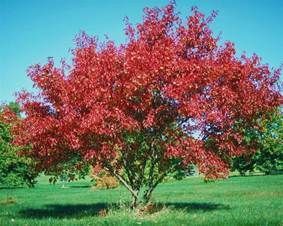 Red leaves on a tree in a grassy field against a blue sky.
