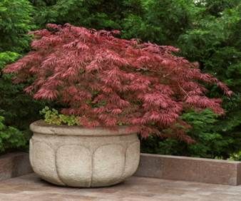 A large potted tree with red leaves is sitting on a patio.