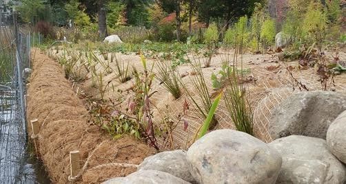 Grassy plants and mulch lined embankment bordering water, secured with wooden stakes.