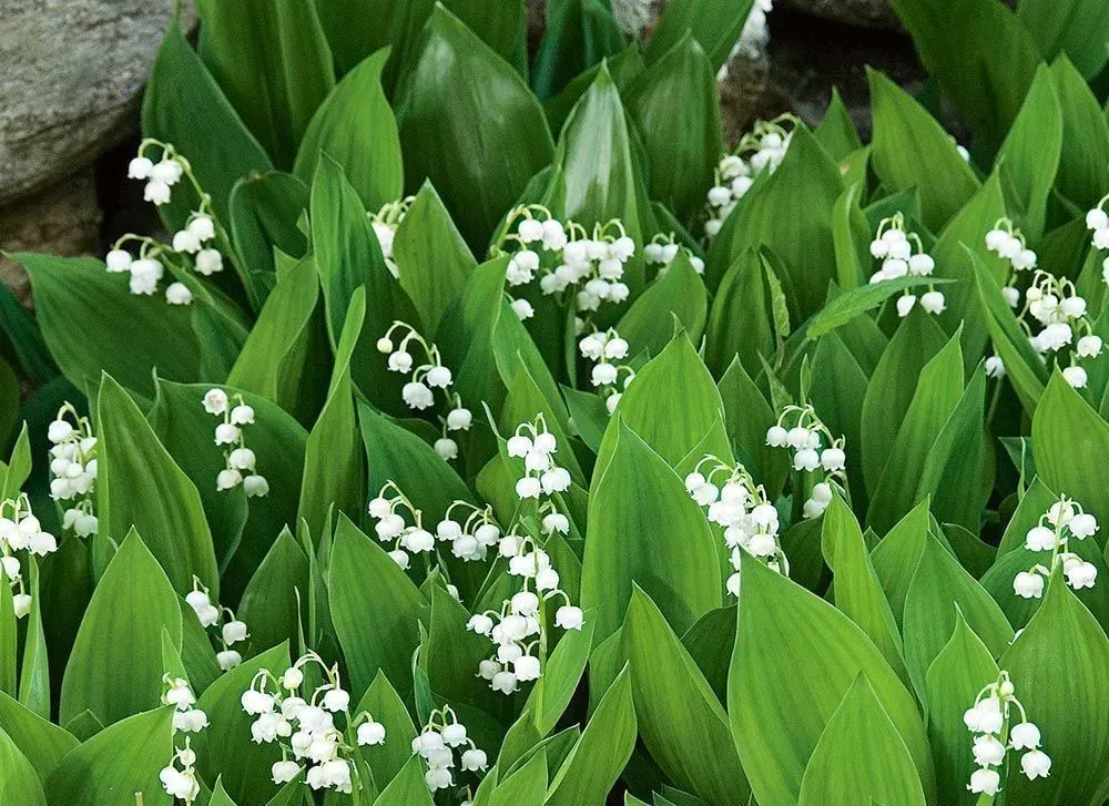 A bunch of lily of the valley plants with white flowers
