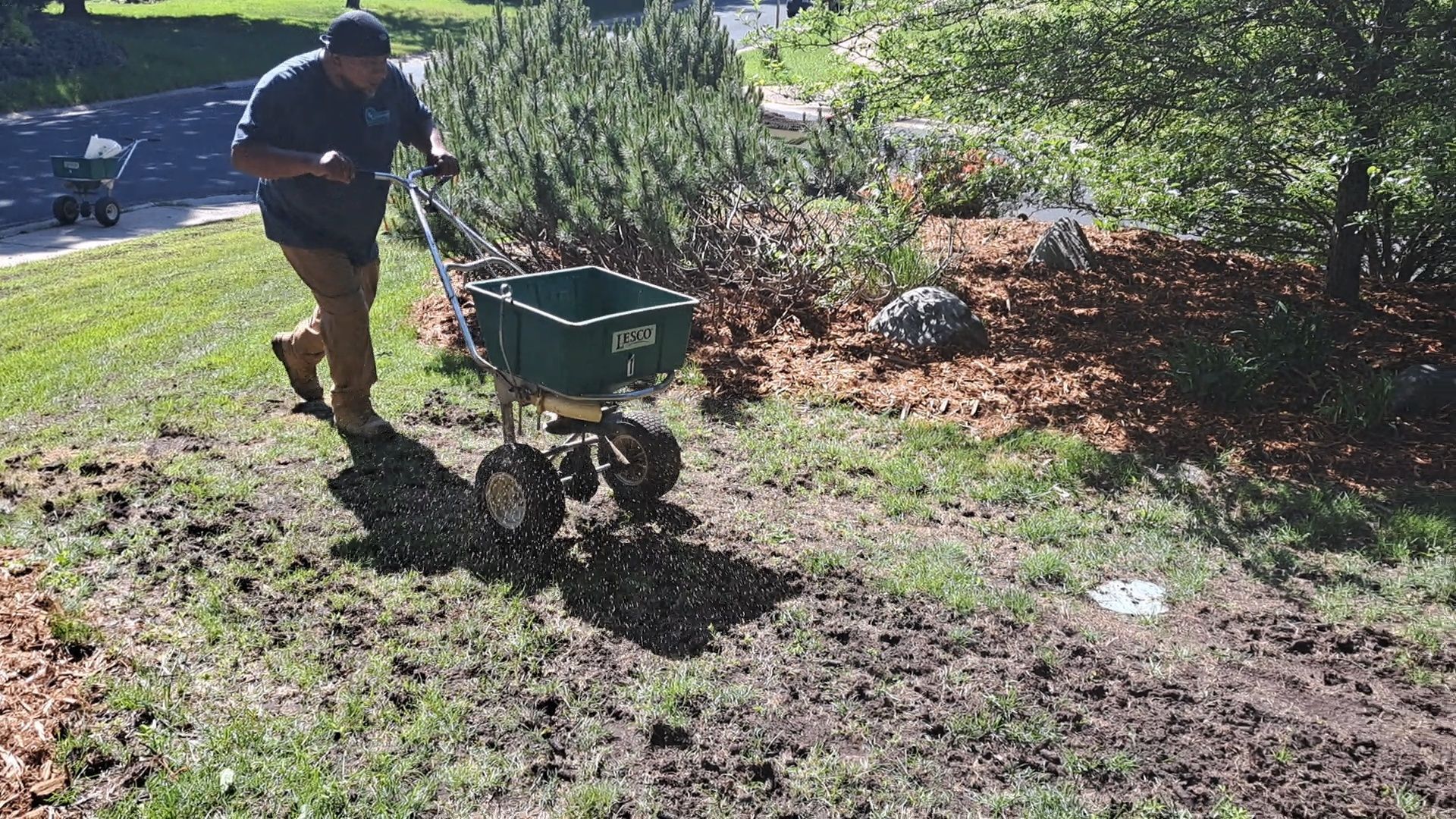 Overseeding organic soil on a lawn in Minnesota. 