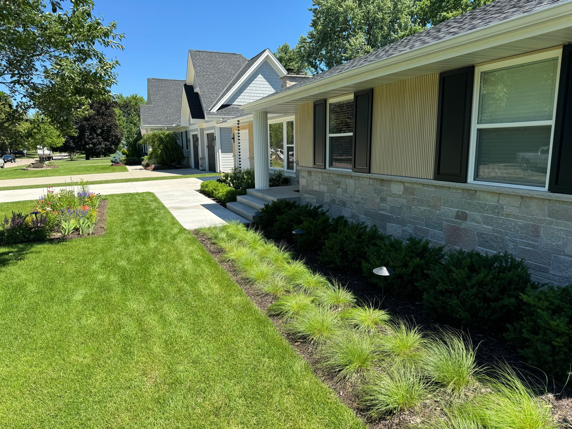 Modern front yard with steel edging, prairie dropseed, yews, boxwoods, hydrangeas, and new concrete walkway, Edina