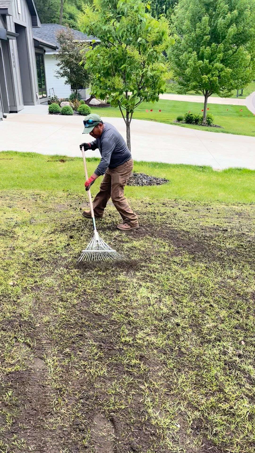 Raking in organic topdressing into lawn.