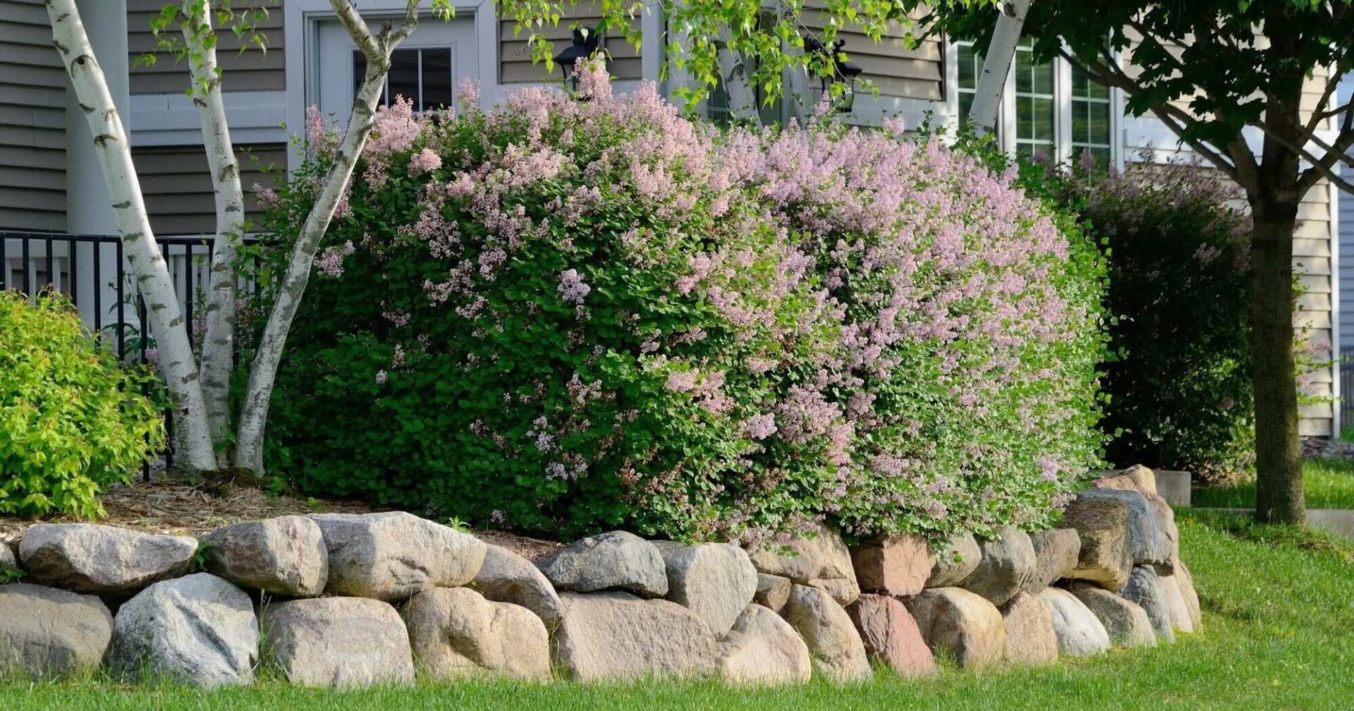 Large green bush with pink flowers atop a stone retaining wall in front of a house.