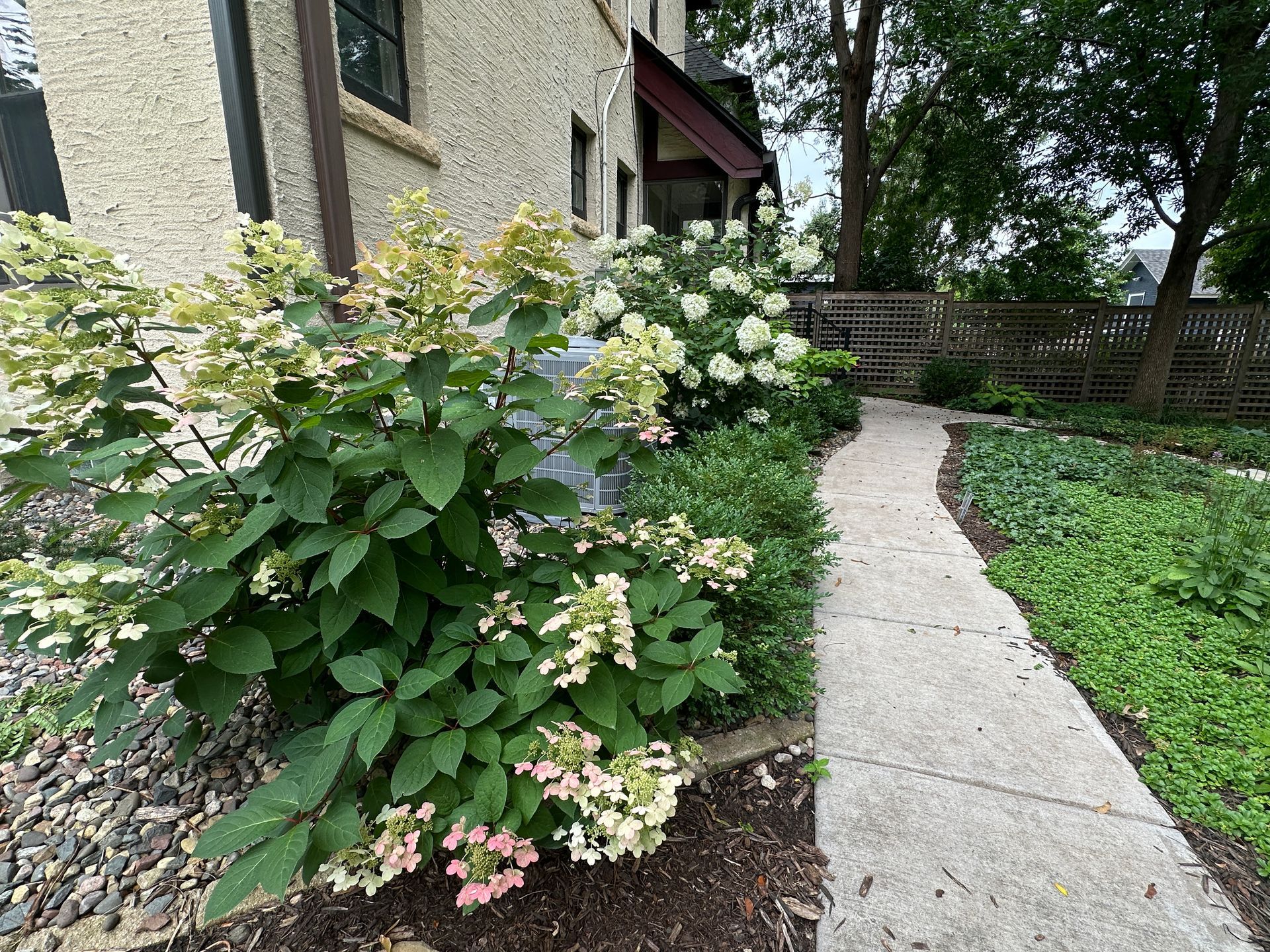 Beautiful hydrangeas and boxwoods screening AC unit at Minneapolis home by KG Landscape