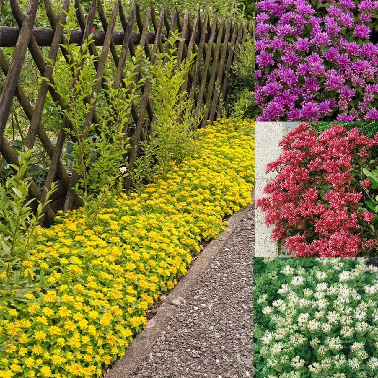 A garden with yellow and purple flowers and a wooden fence