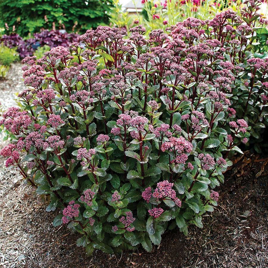 A bush with purple flowers and green leaves is growing in the dirt.