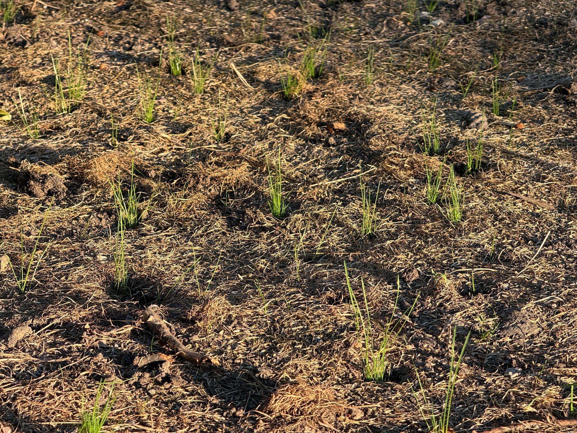 Sparse green grass sprouts through dark, mulch-covered soil in a garden bed.