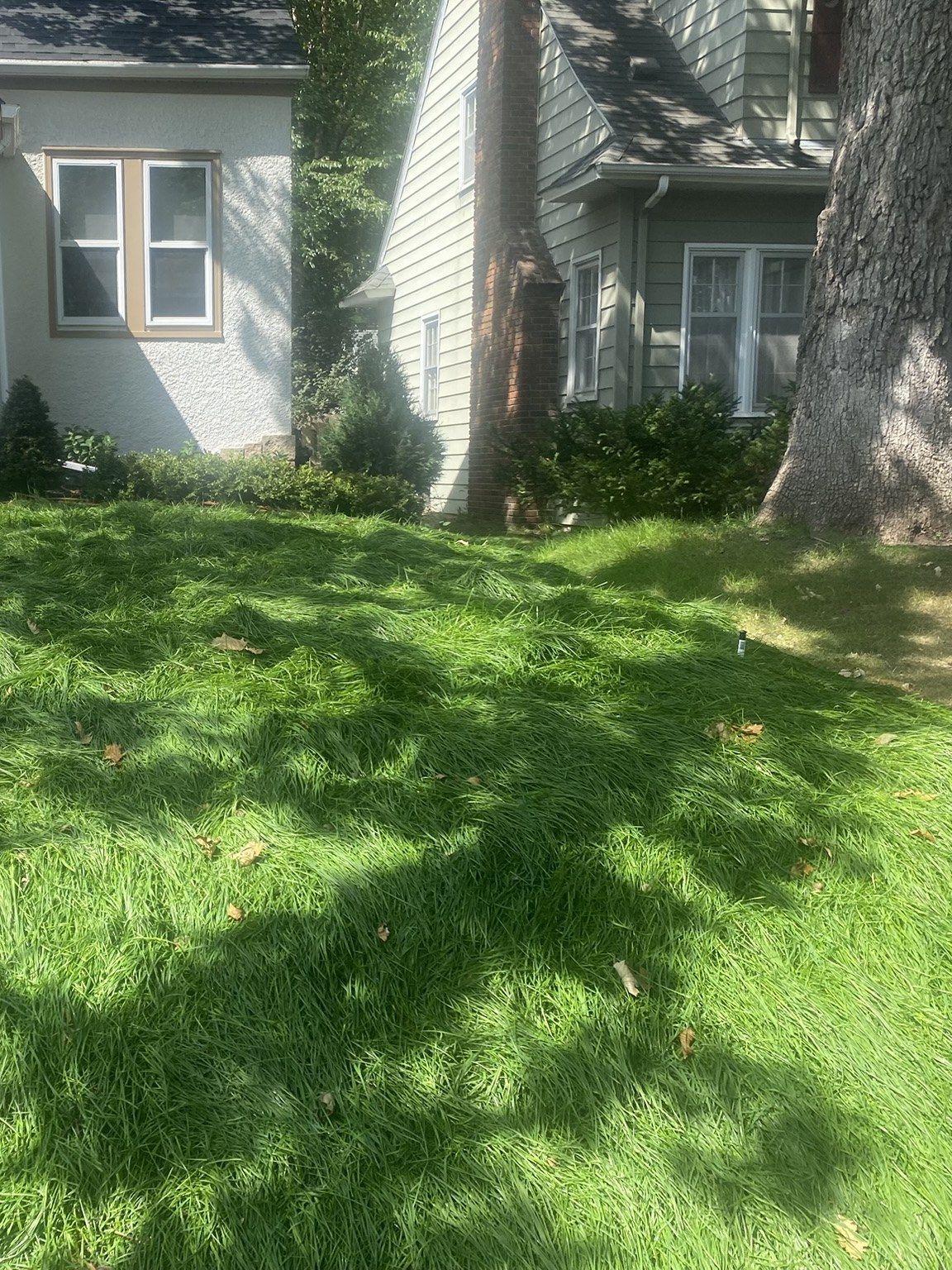 New sod in dappled shade under a mature tree in a Minneapolis front yard