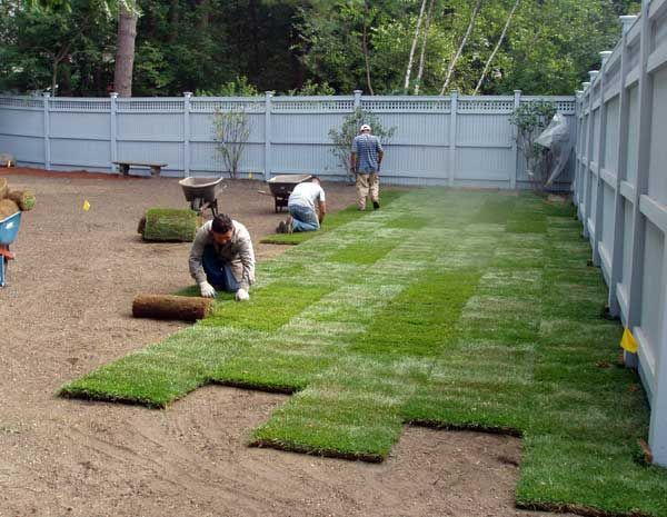 crew installing new sod in a backyard