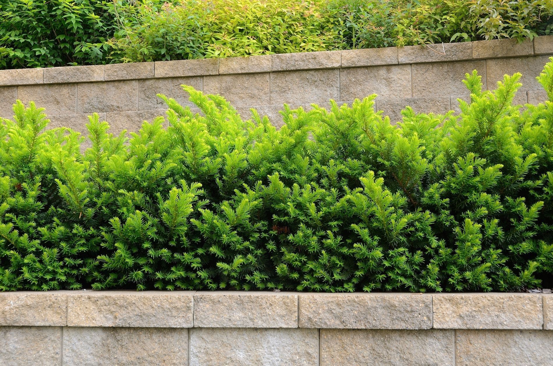 Green shrubs in front of a stone retaining wall.