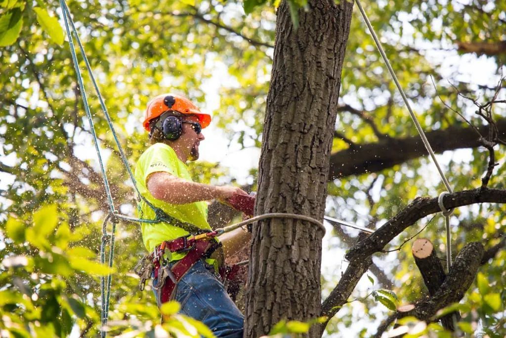 Tree worker using a chainsaw to trim a tree branch, wearing a hard hat and safety gear.