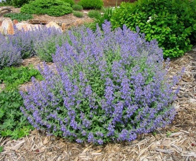 A bush with purple flowers and green leaves