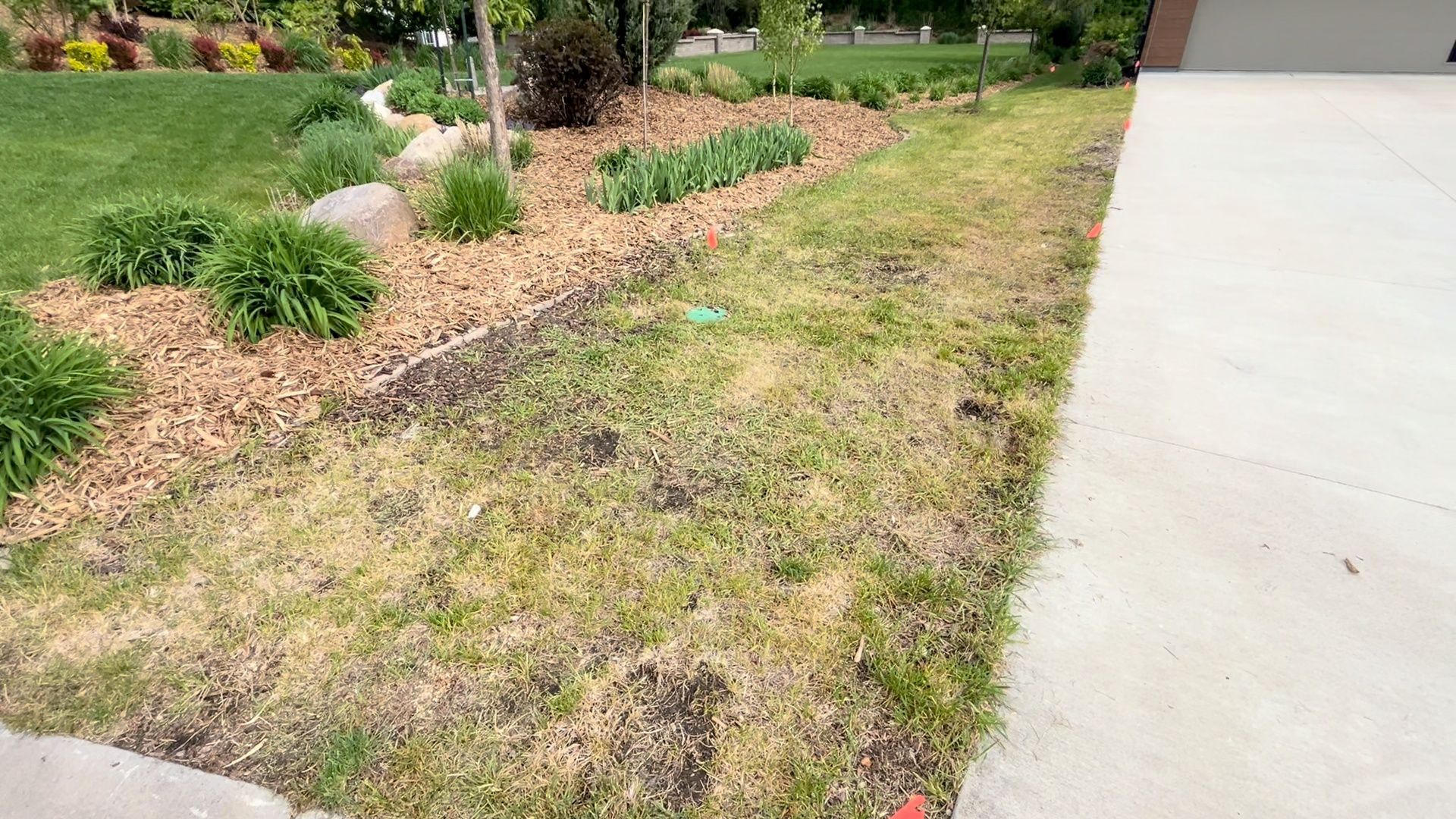 Weedy thin lawn before topdressing.