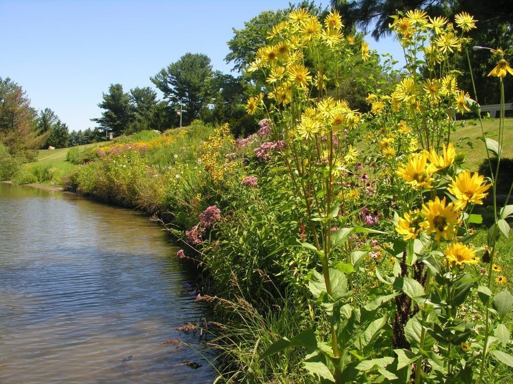 Yellow wildflowers and other plants grow along a pond under a blue sky.
