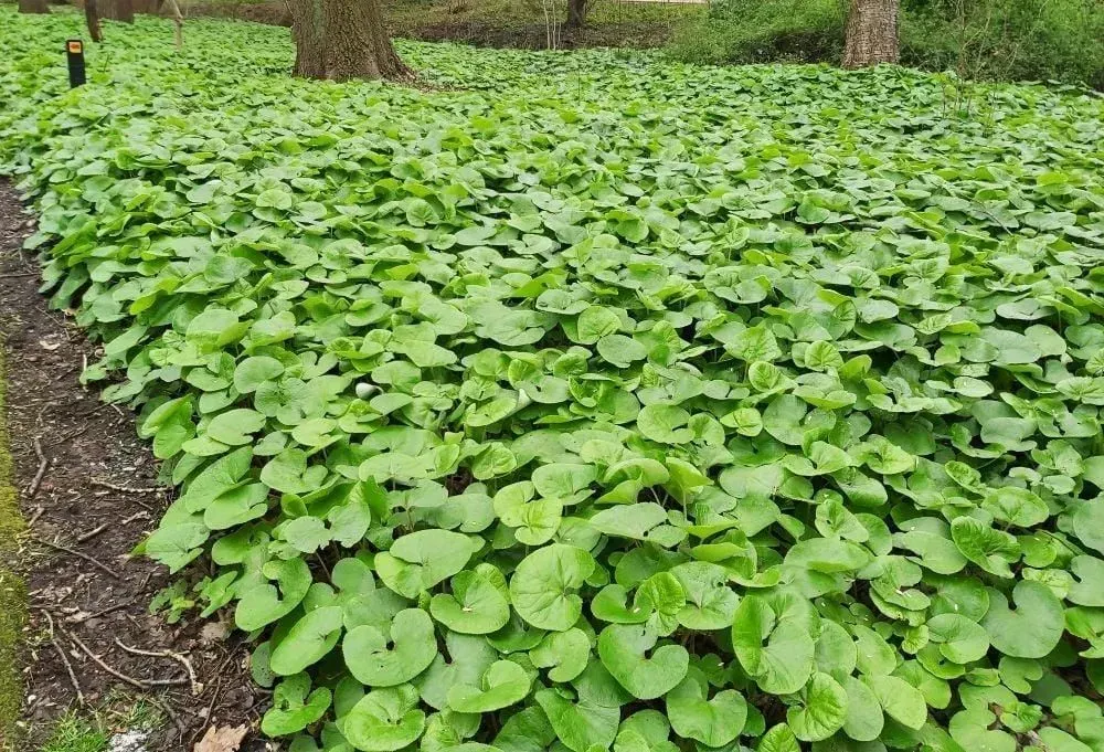 A field filled with lots of green plants and trees.