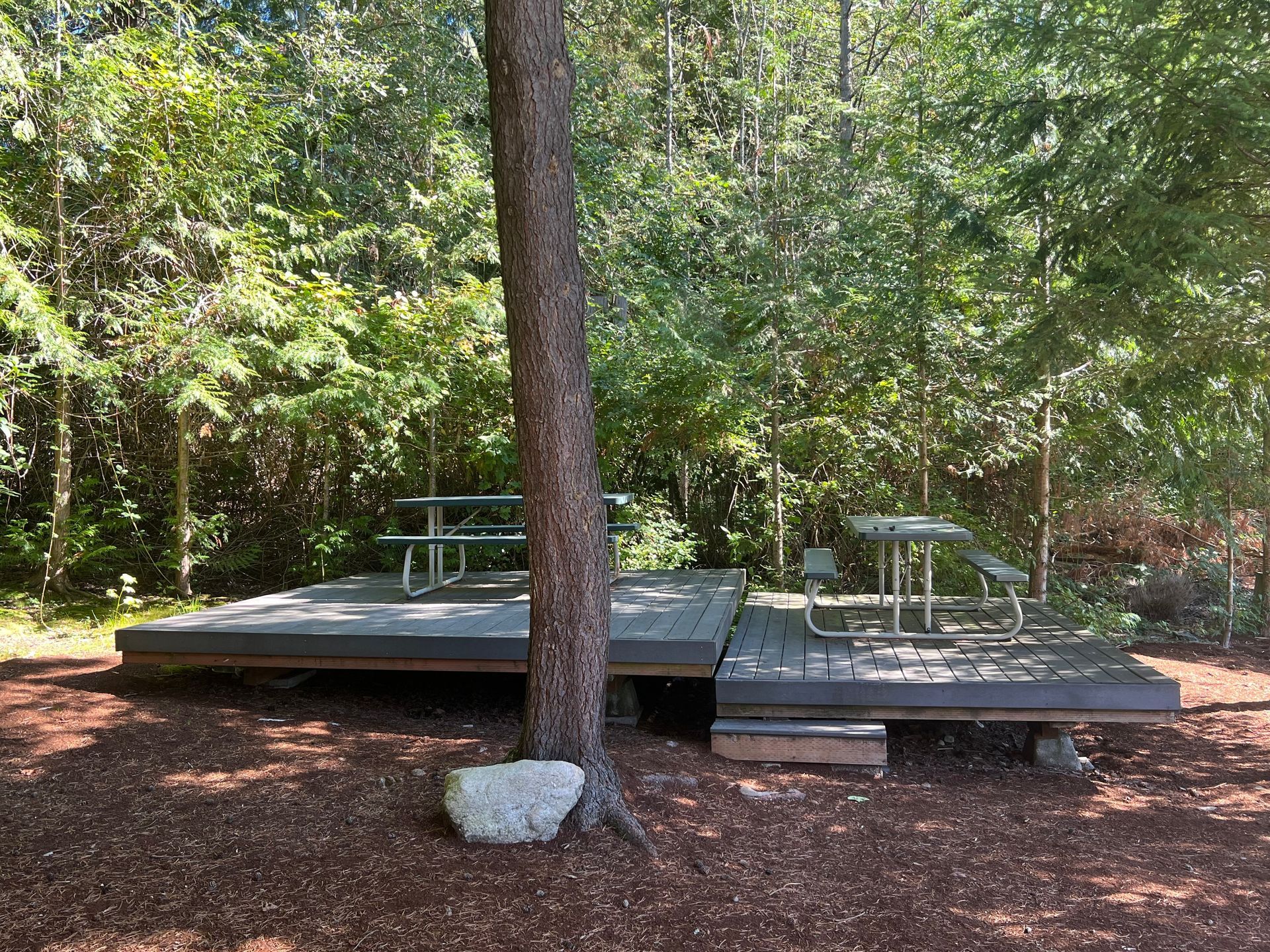 Picnic table and tree