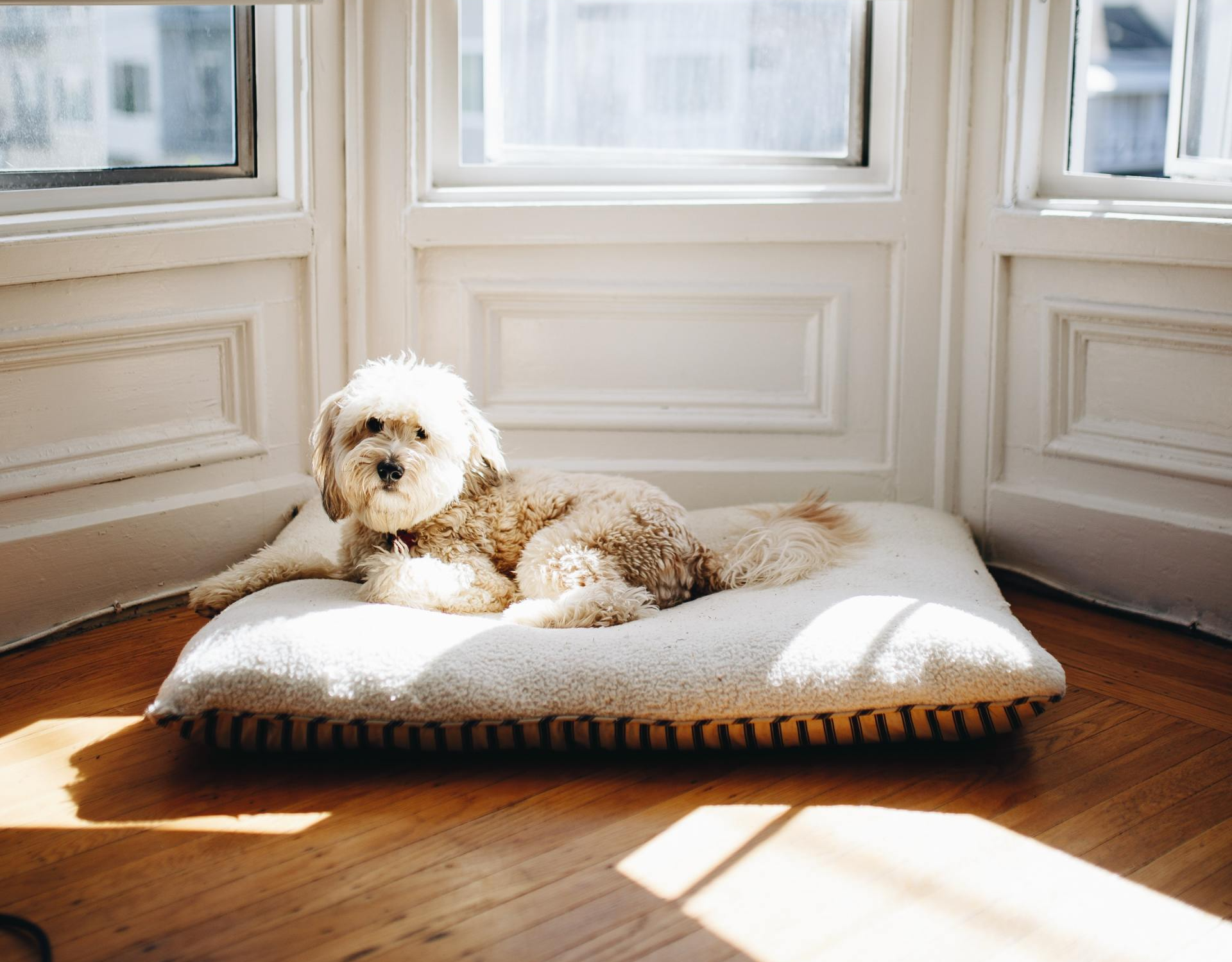 pet policy
