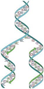 DNA replication process illustrated with a double helix splitting into two, with new strands forming.