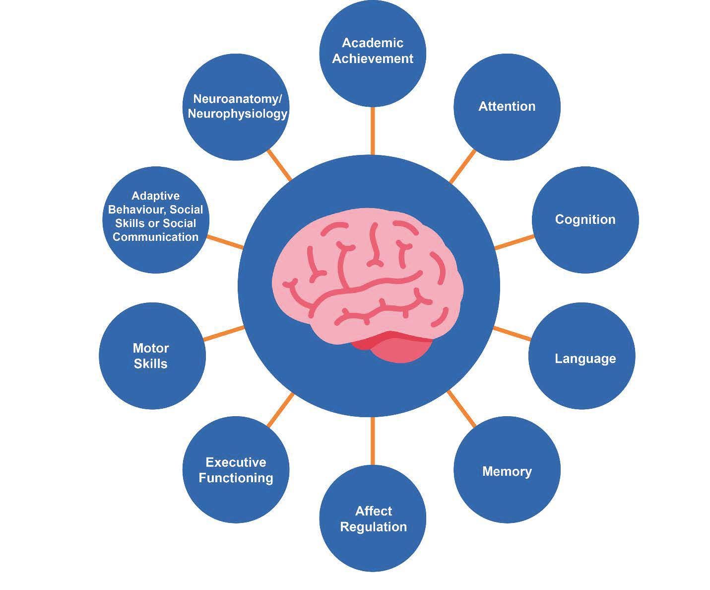 Brain diagram with interconnected cognitive functions: academic achievement, attention, cognition, language, memory, affect regulation, executive functioning, motor skills, adaptive behaviors, neuroimaging, etc.