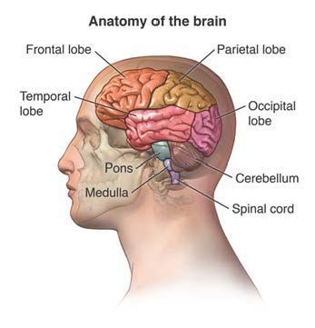 Diagram of a human head illustrating the brain's lobes, brainstem, cerebellum, and spinal cord.