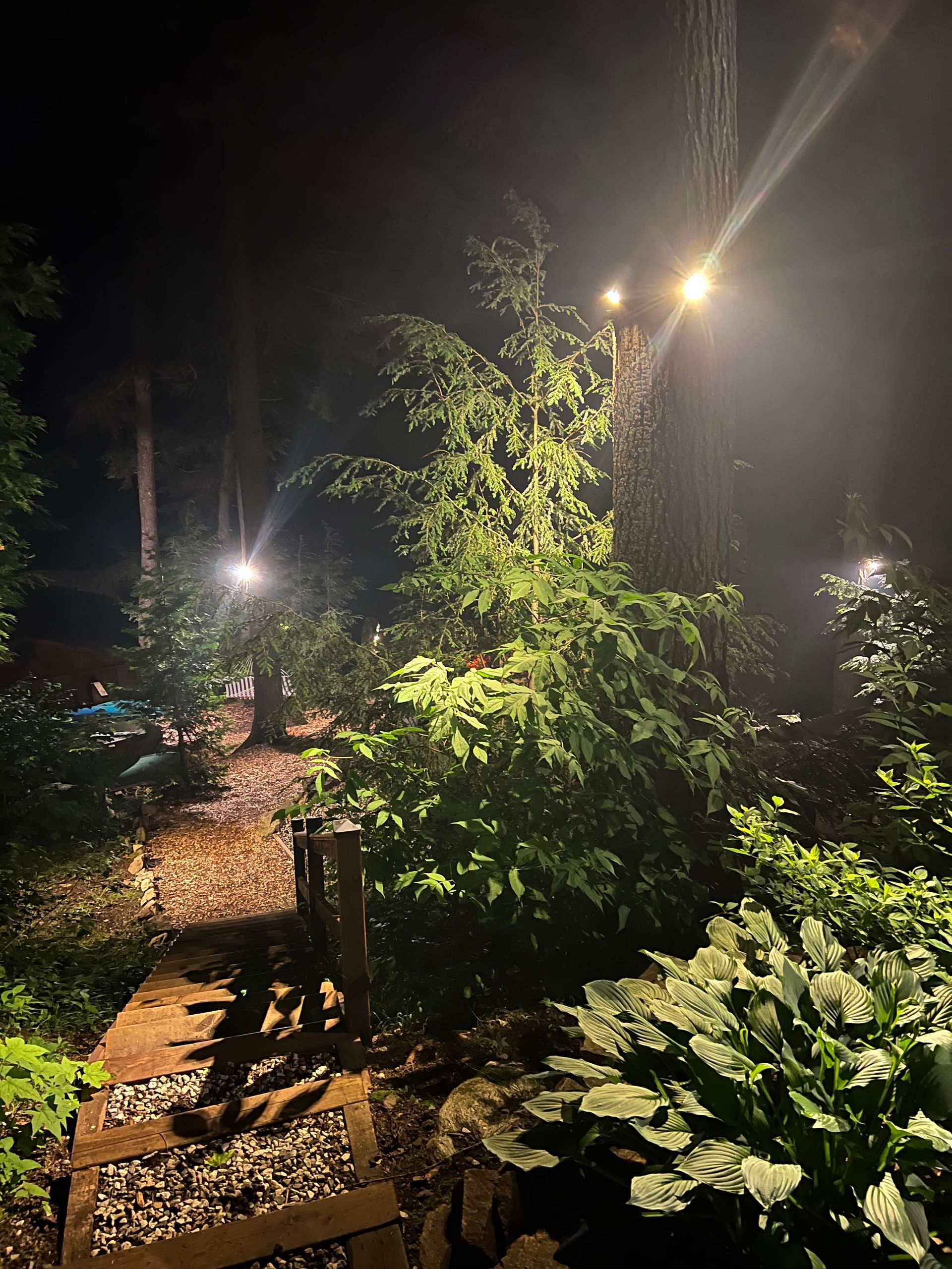 A path in the woods at night with lights on the trees.