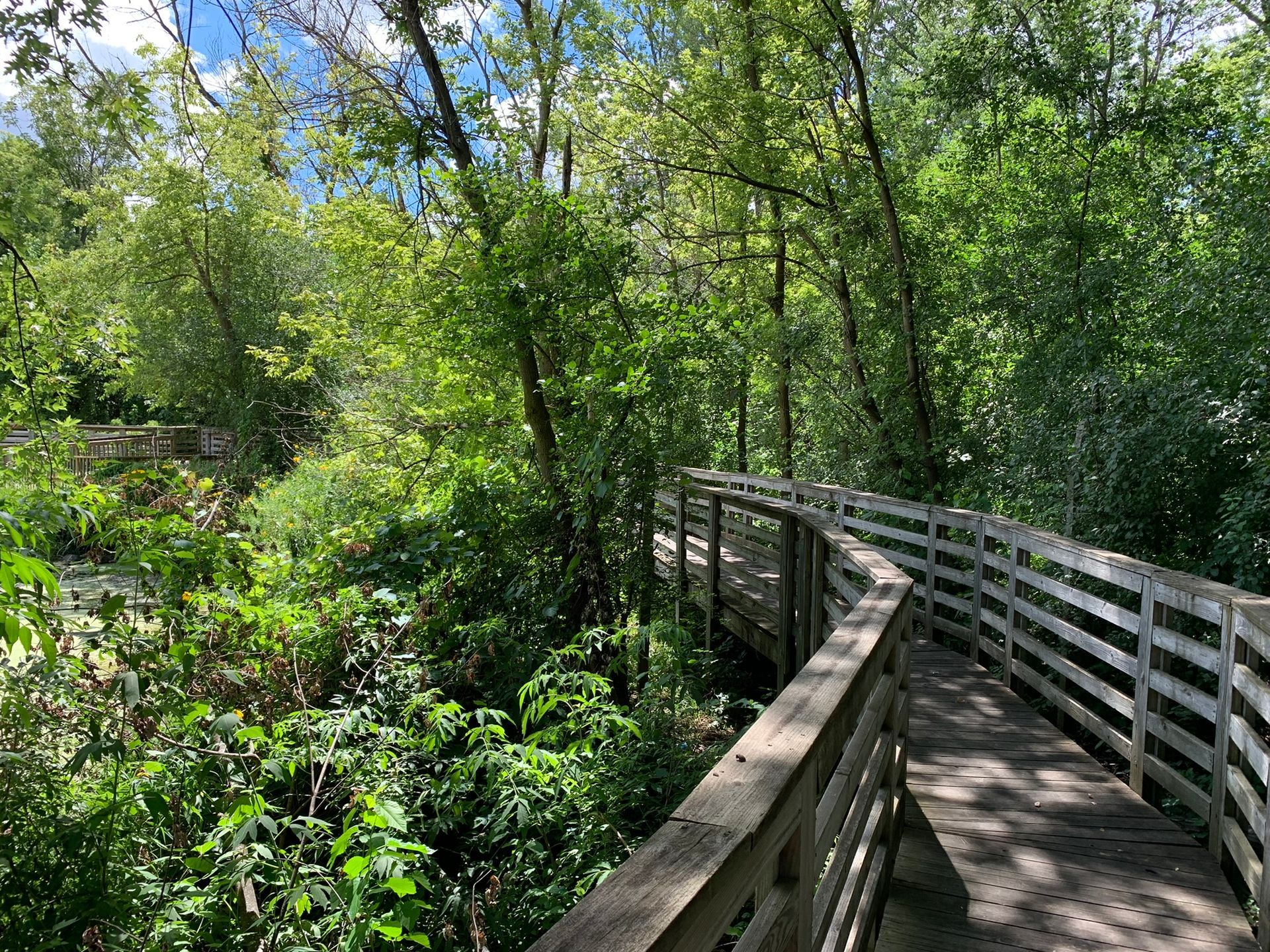 Wooden boardwalk winds through lush, green forest, with bright sunlight filtering through the trees.
