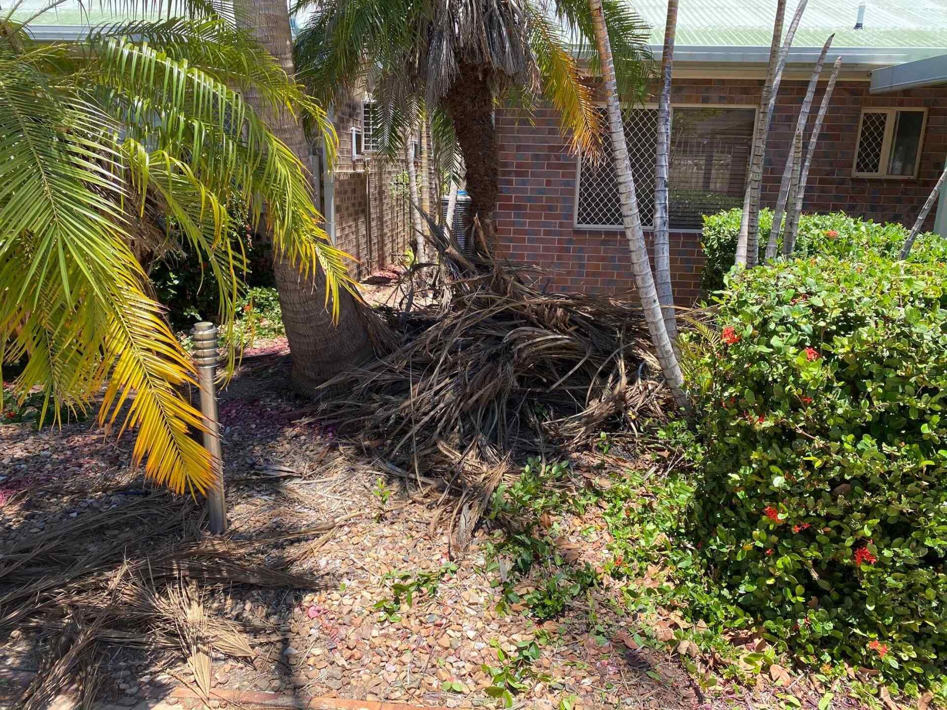 Palm Tree Next to a Brick Building, With Dead Palm Fronds — Darrell's Mowing Services in Sunset, QLD