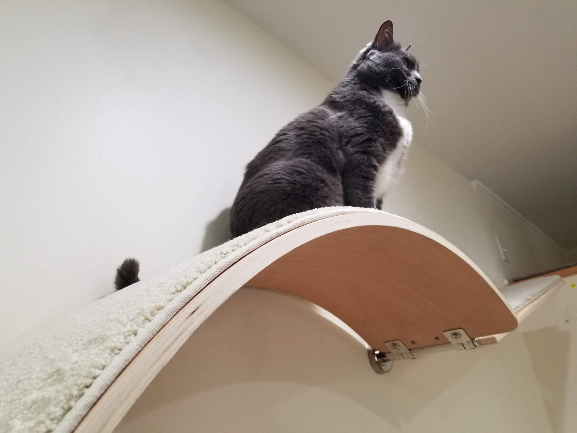 Curved Cat Shelves