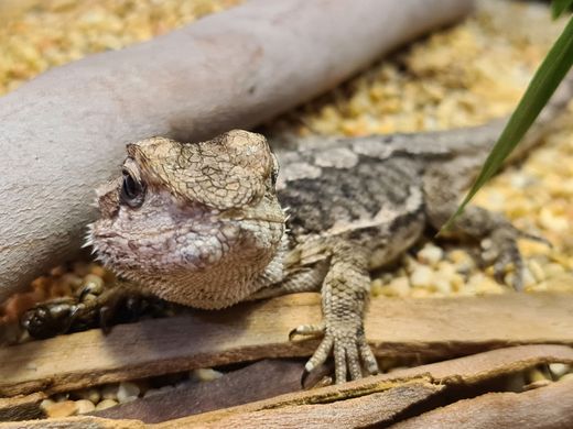 Reptilian