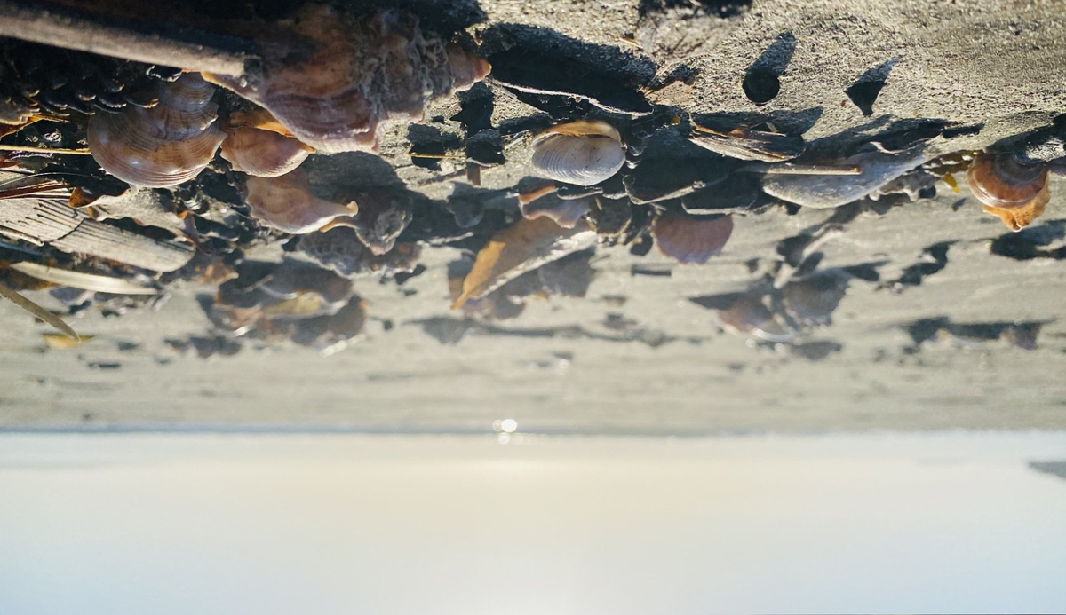 Shells and sky on the beach