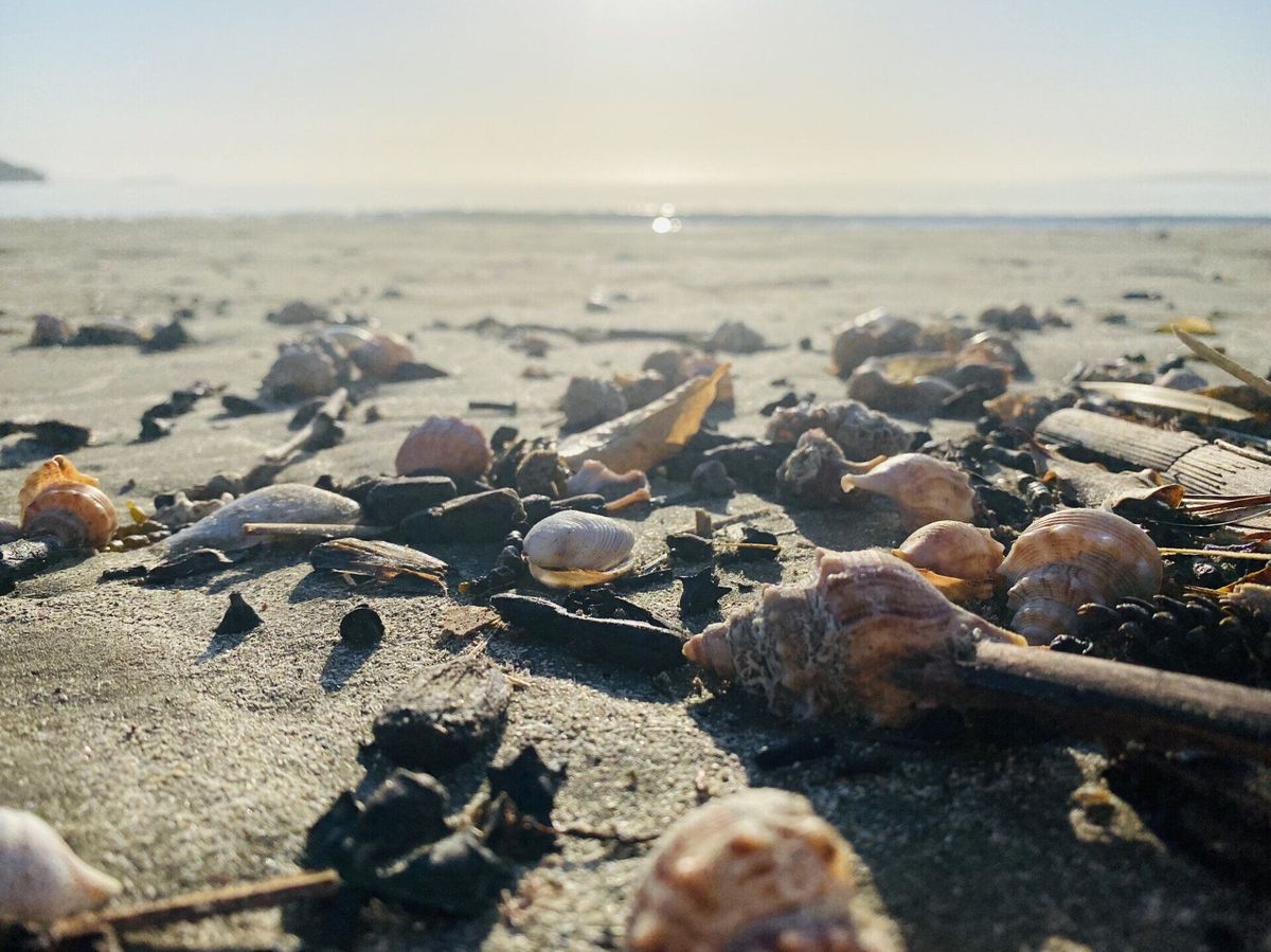 Shells on the beach