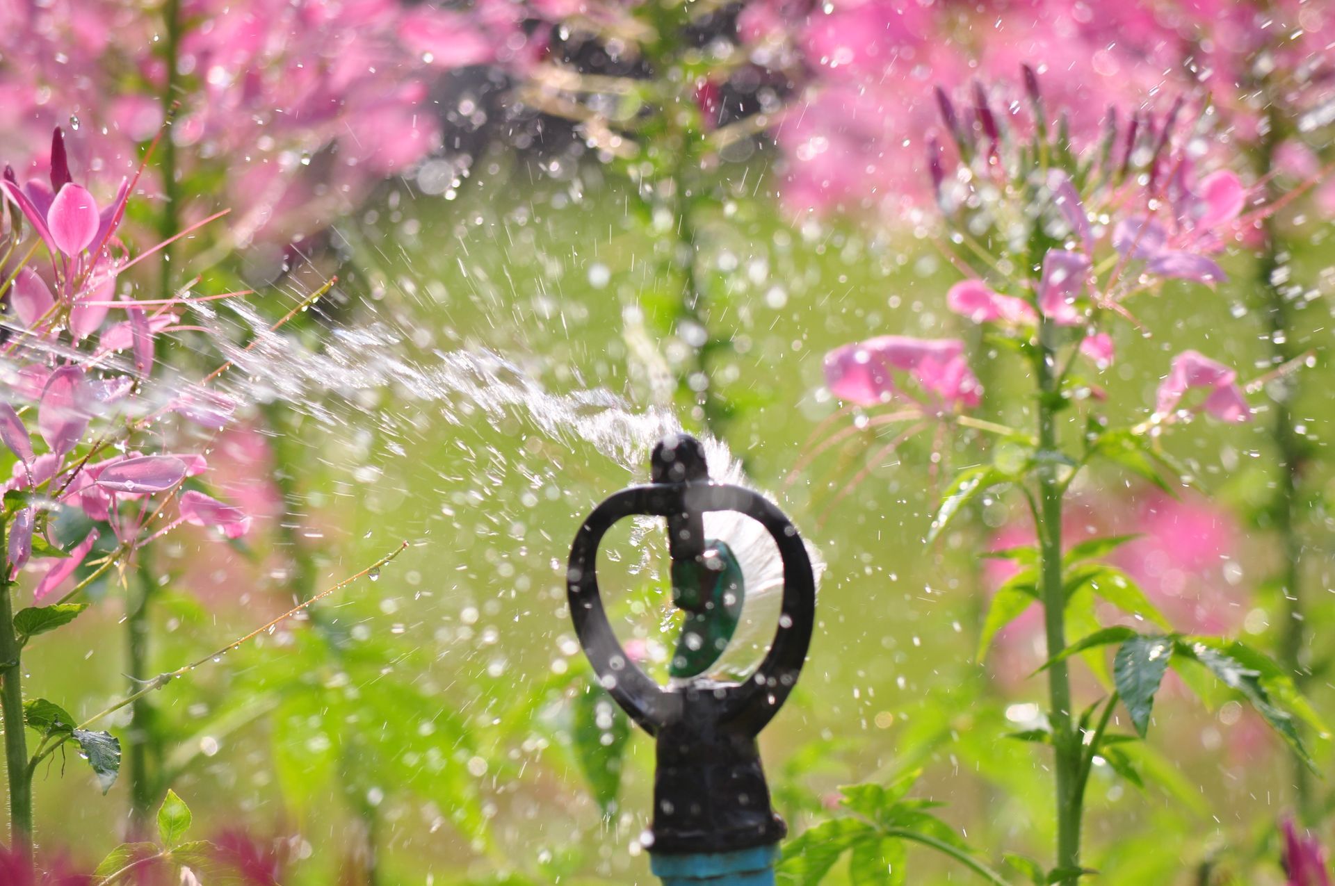 A sprinkler is spraying water on pink flowers in a garden.
