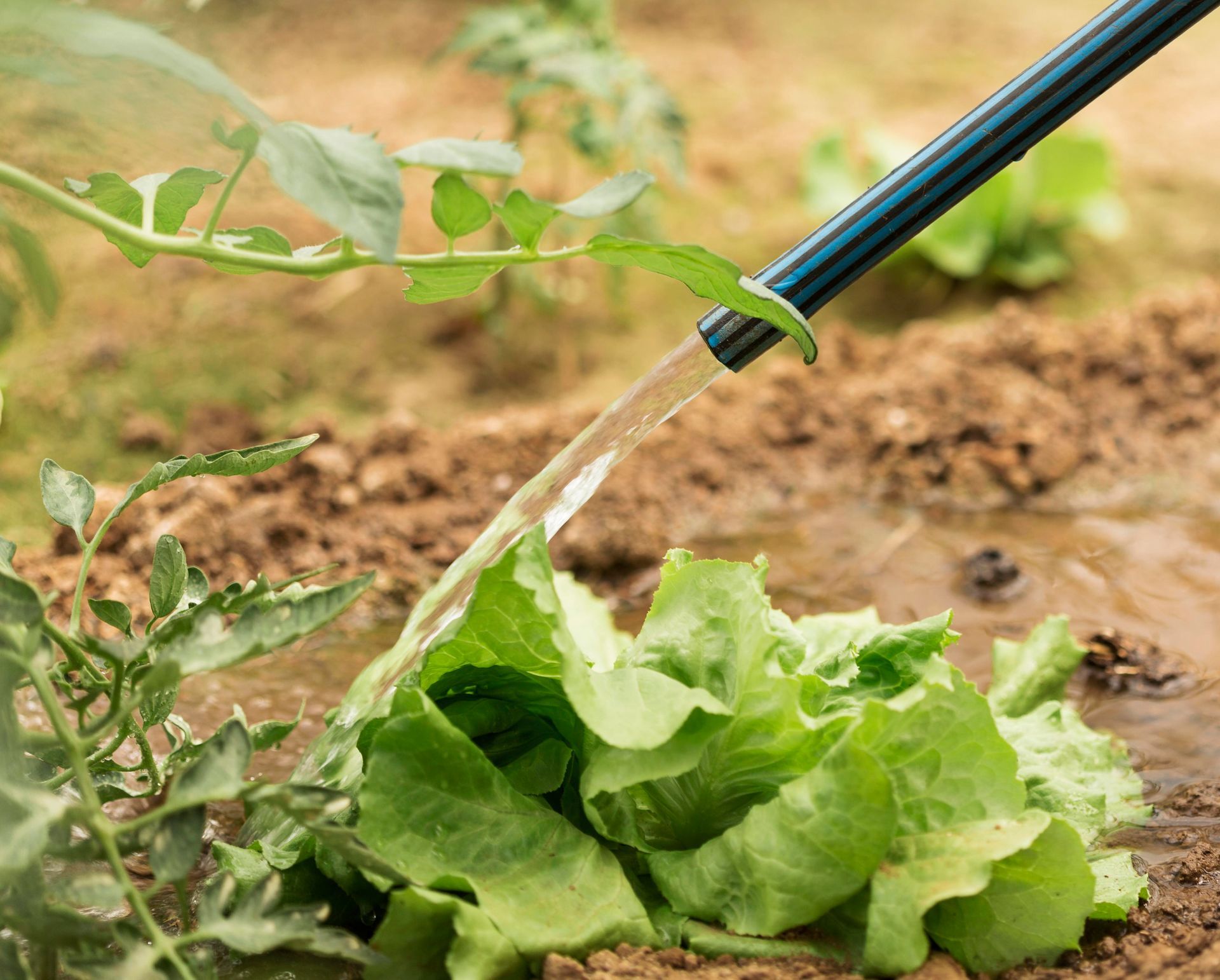A person is watering lettuce with a hose in a garden.
