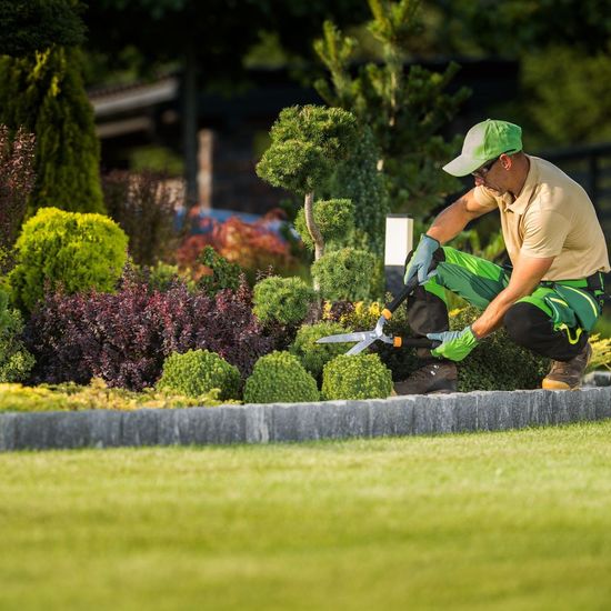 A man pruning the bushes
