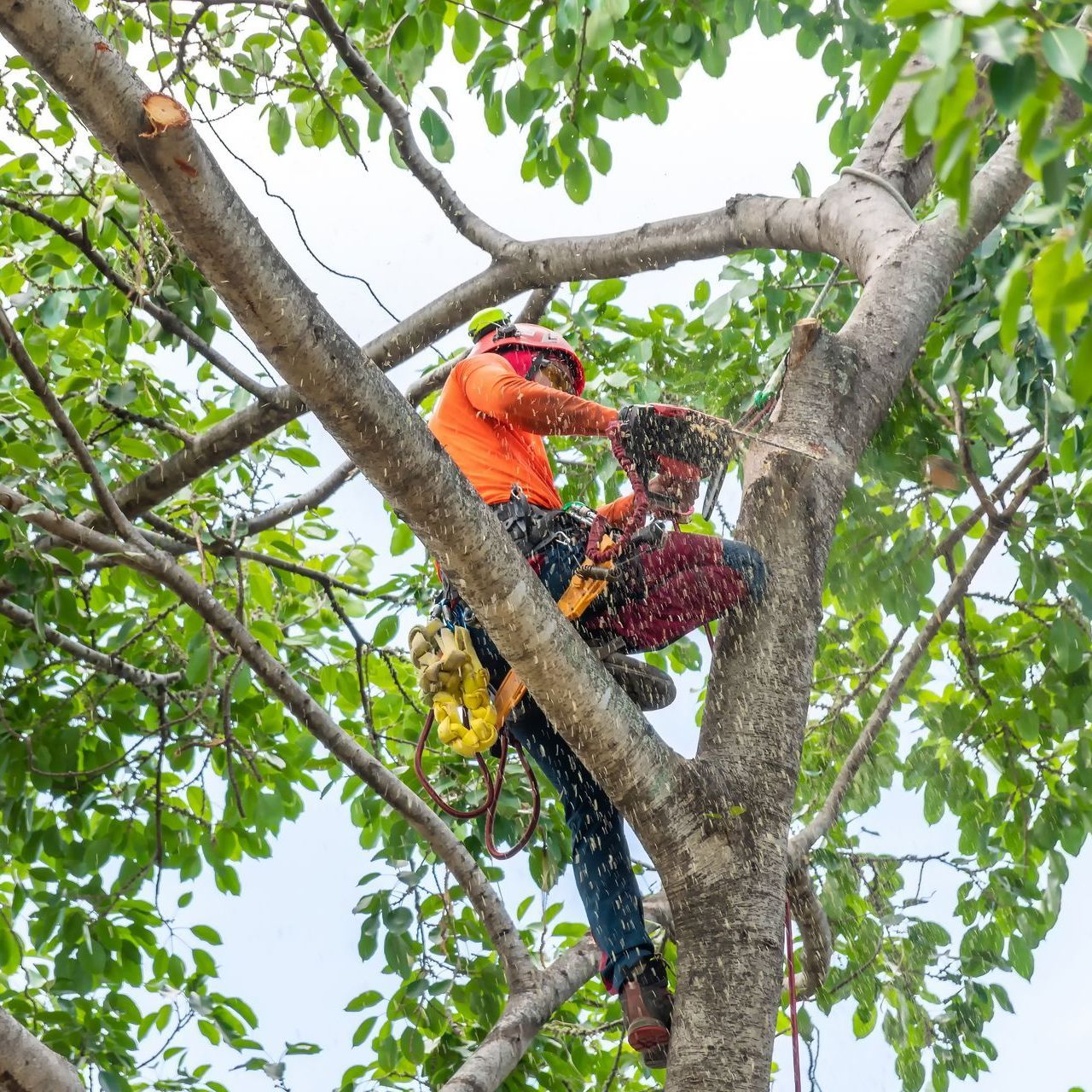 A man is climbing a tree with a chainsaw.