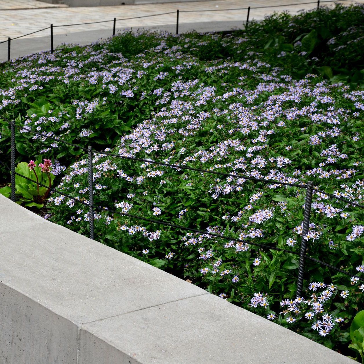 A garden with purple flowers and green leaves