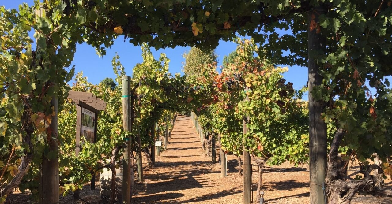Balloon & Wine Festival Party Bus Service