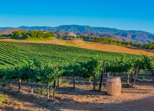 OC party bus wine tours Orange County party bus wine tours to Temecula